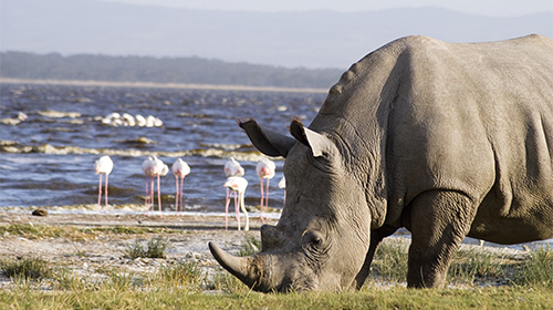 Lake Nakuru