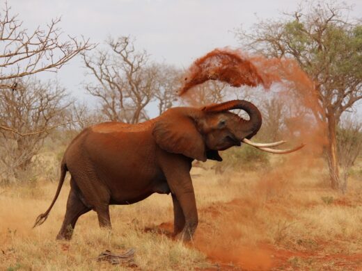 Tsavo East